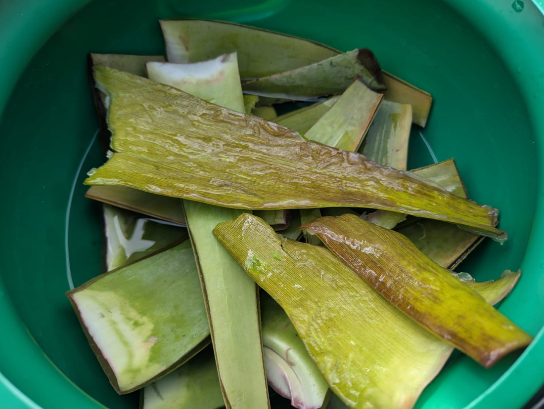 The 'Plant of Immortality': Unlocking the Magic of Aloe Vera for Hair, Skin, and Wellness